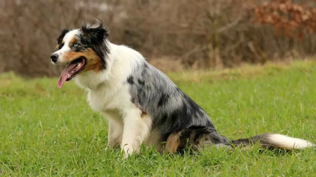 Australian Shepherd