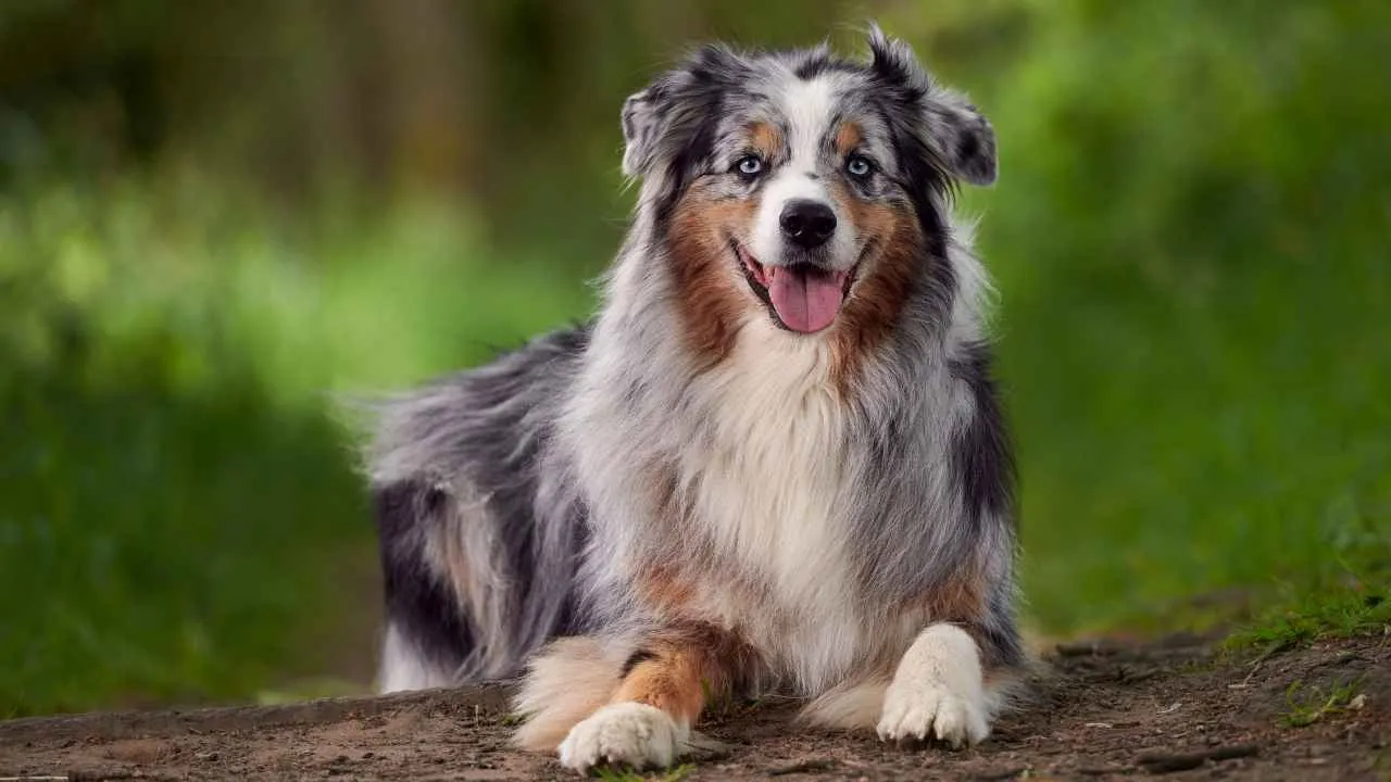 Australian Shepherd