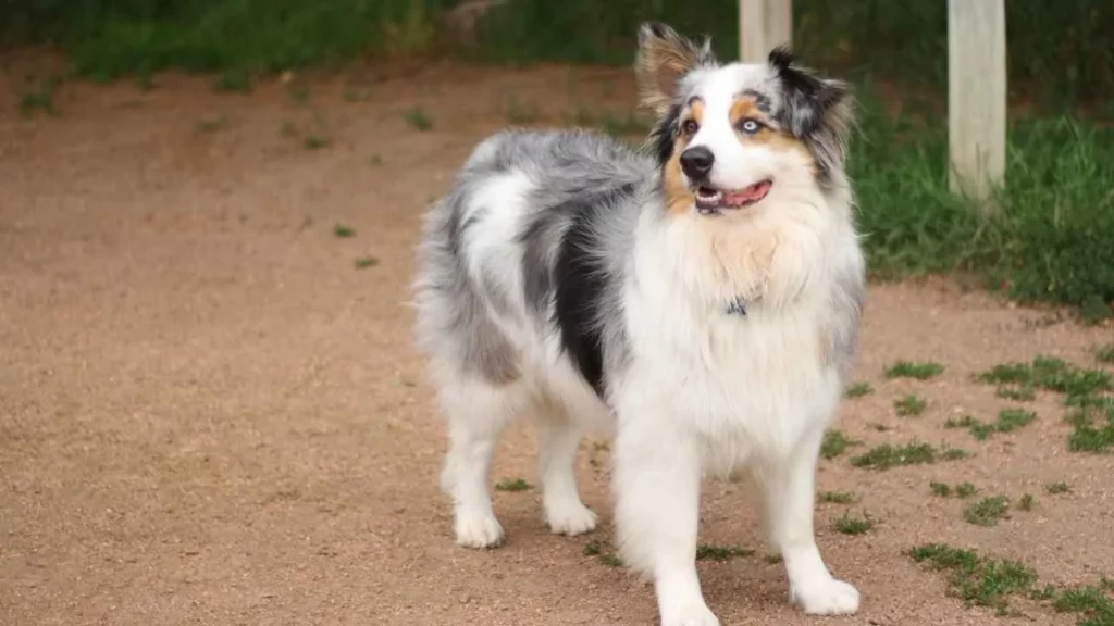 Australian-Shepherd-6-1