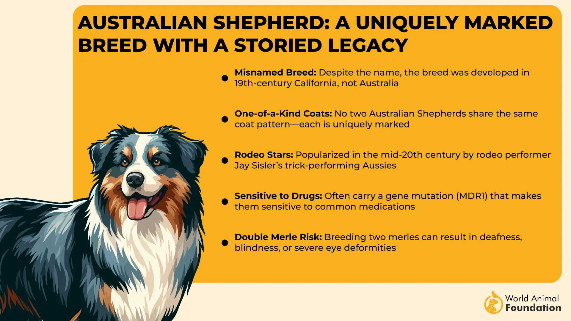 Australian Shepherd A Uniquely Marked Breed with a Storied Legacy-01