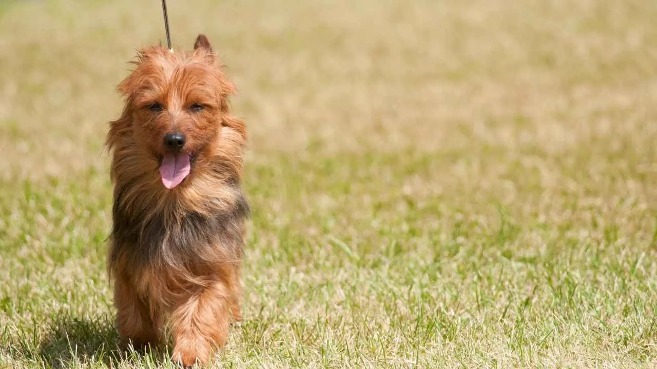 Australian Terrier