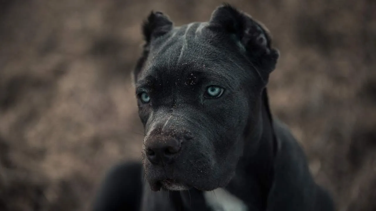Bandog