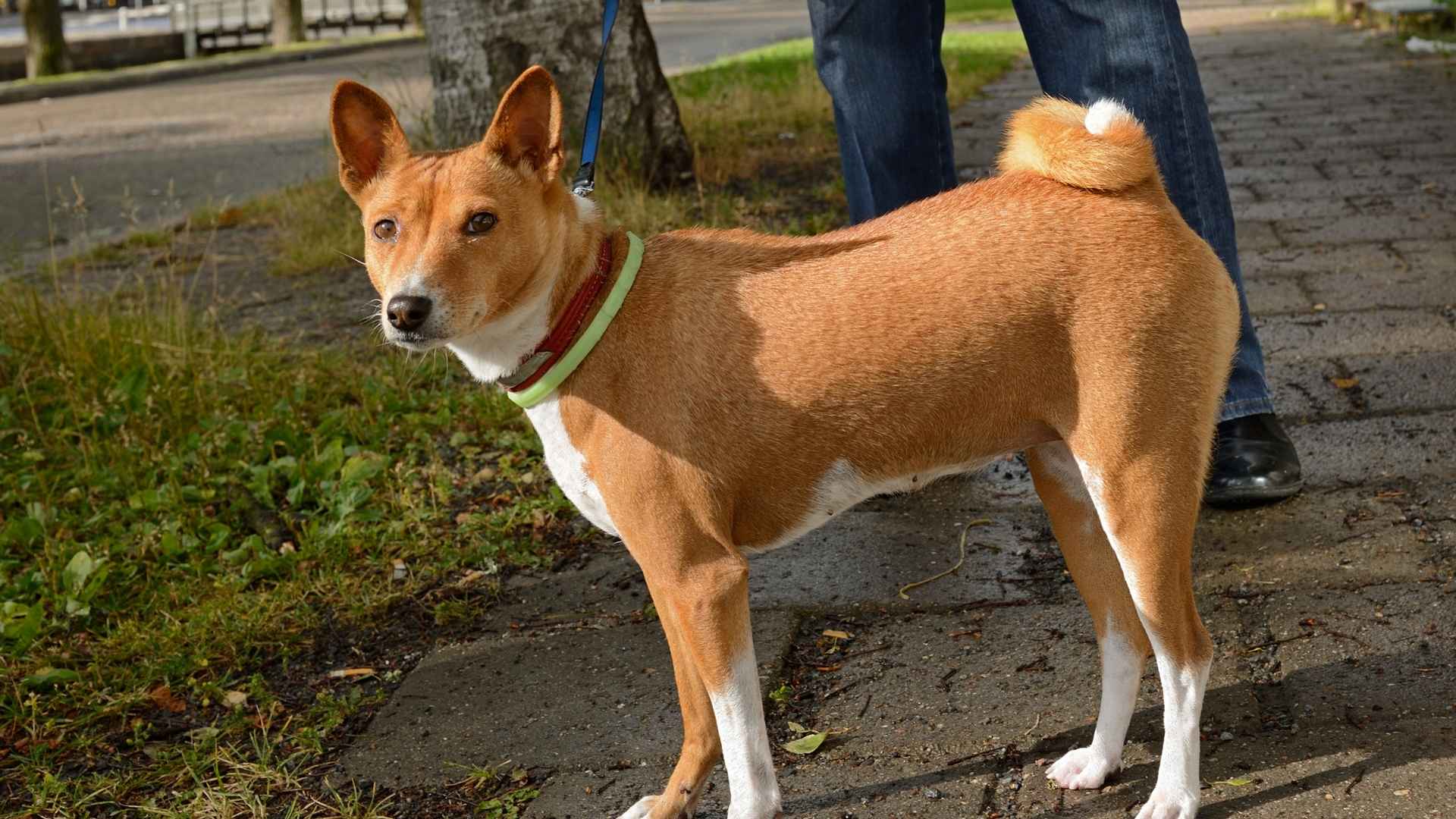 Basenji