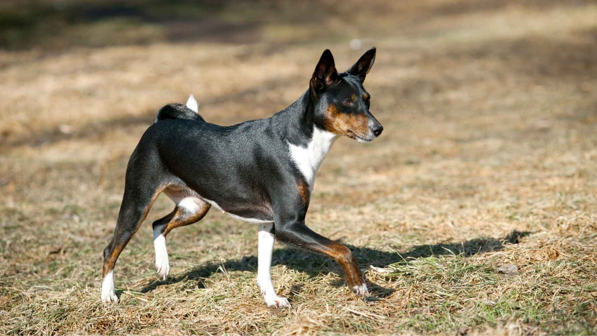 Basenji