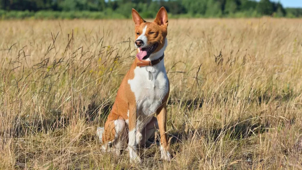 Basenji