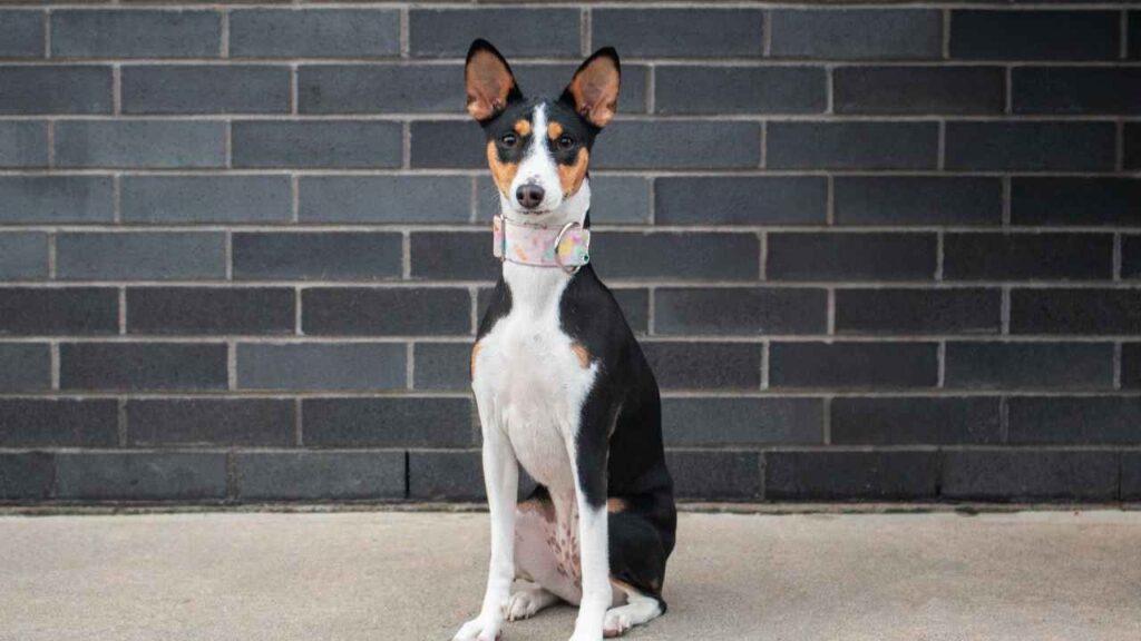 basenji