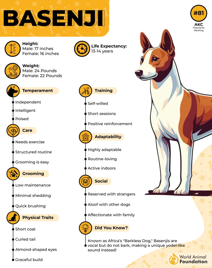 Basenji