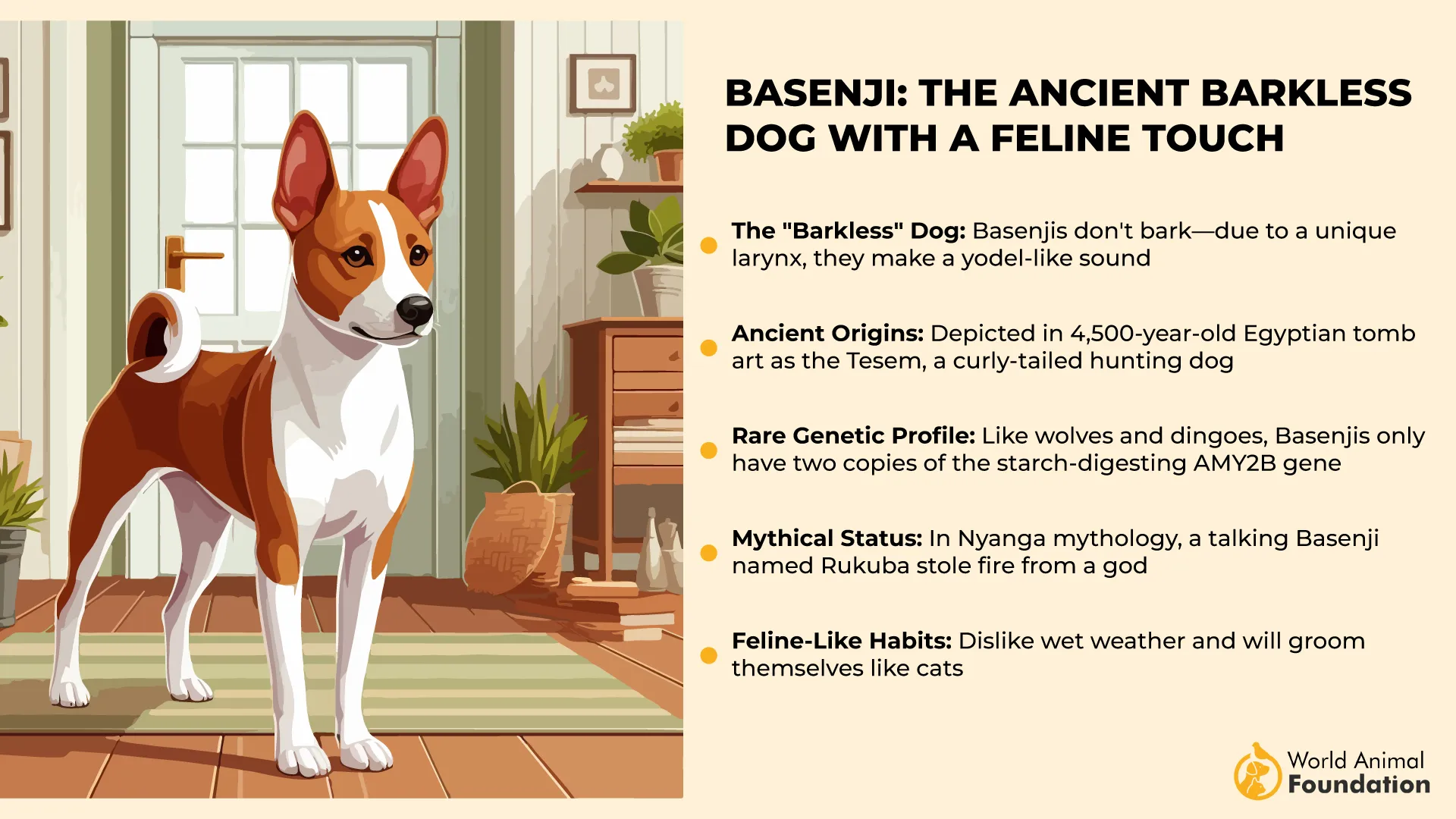 Basenji The Ancient Barkless Dog with a Feline Touch-01