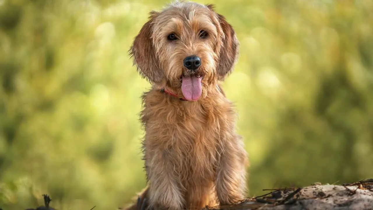 Basset Fauve de Bretagne