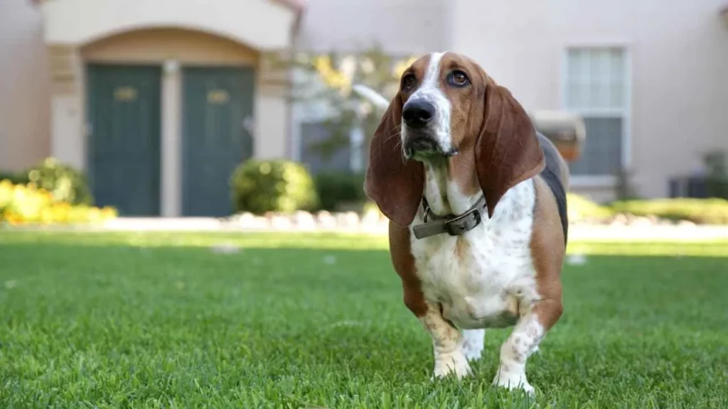 Basset hound