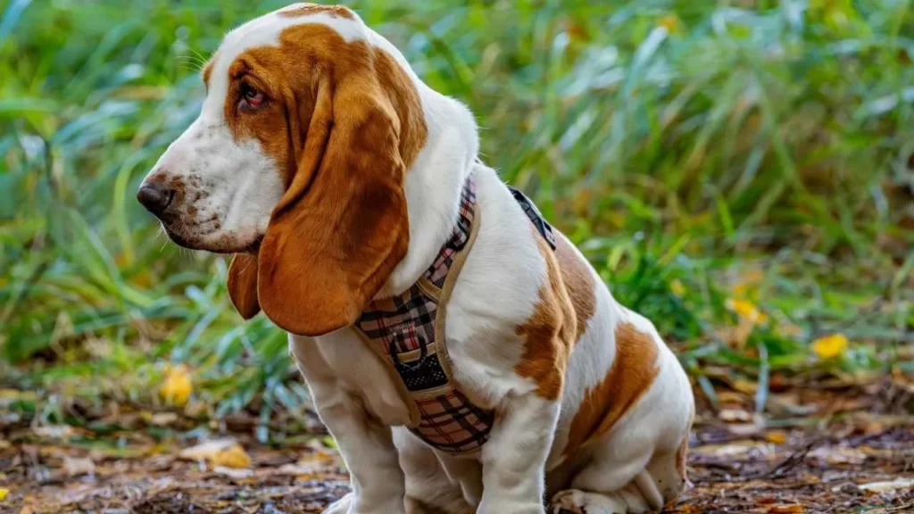 basset hound