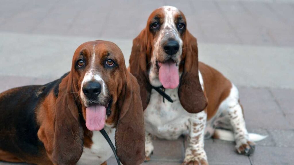basset hound