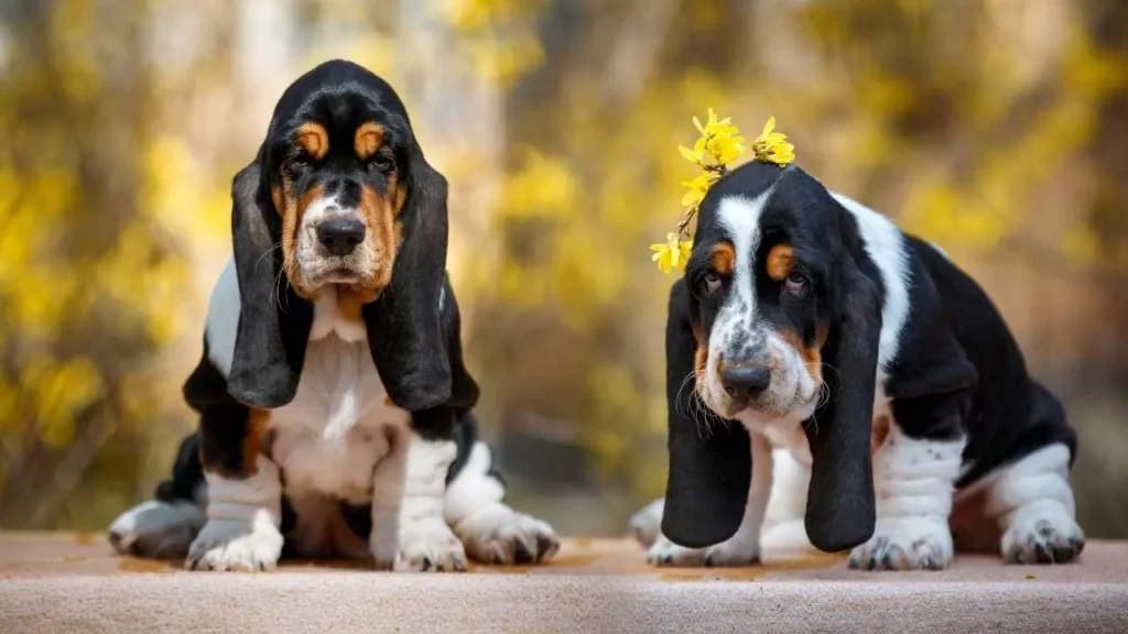 basset hound