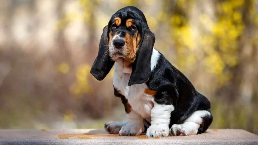 basset hound