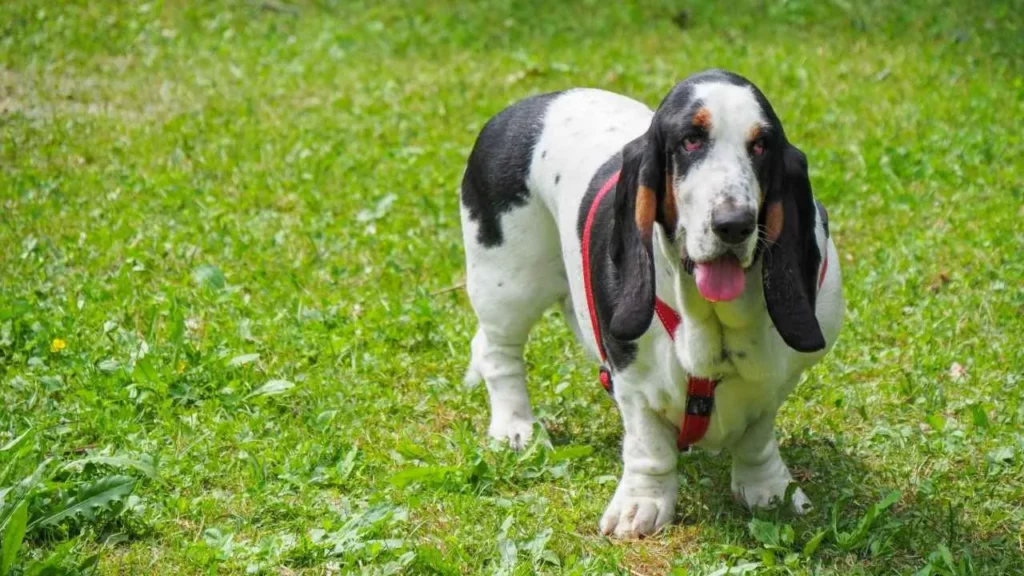 basset hound