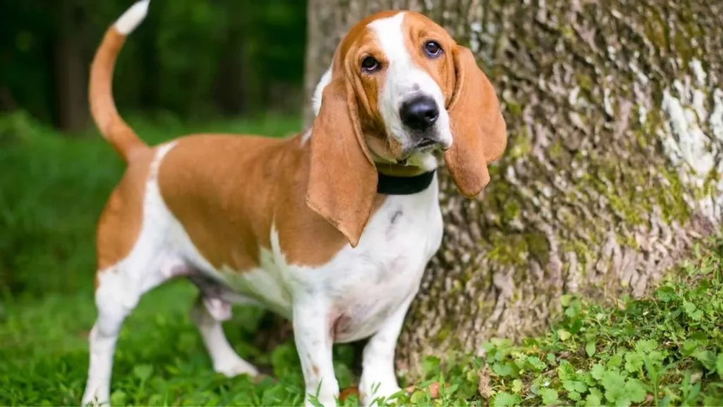 basset hound
