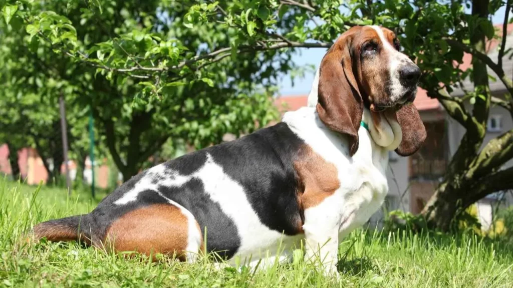 basset hound