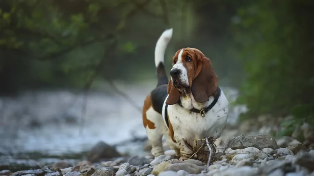 basset hound
