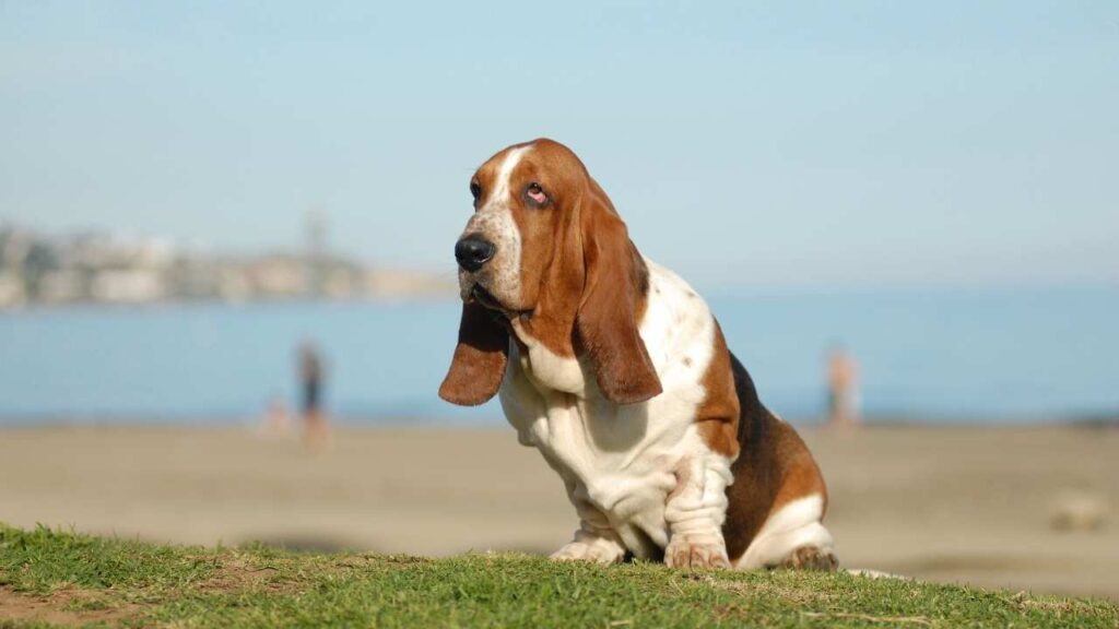 basset hound