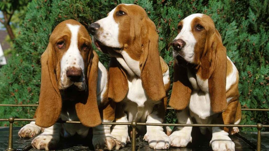 Basset hound