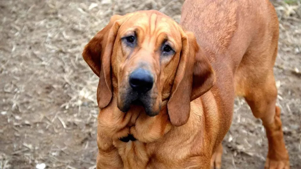 bavarian mountain bloodhound