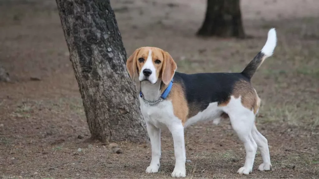 beagle