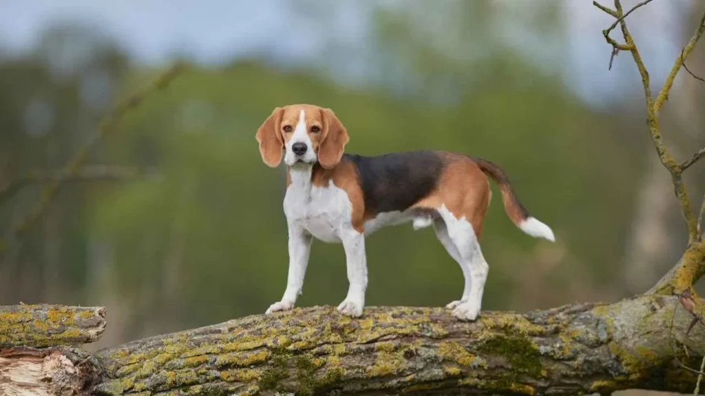 Beagle 