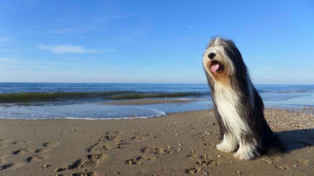 Bearded-Collie-2-1