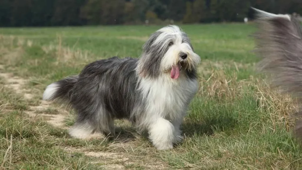 Bearded-Collie-9