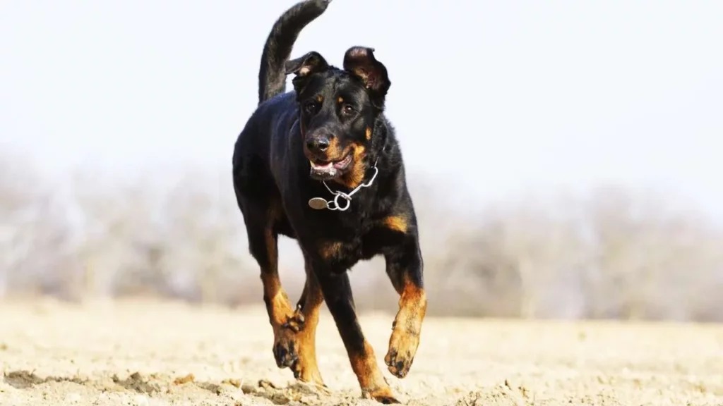 Beauceron-1
