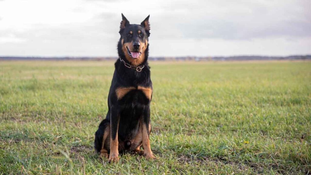 Beauceron-5
