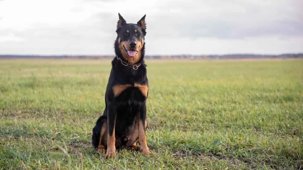 Beauceron