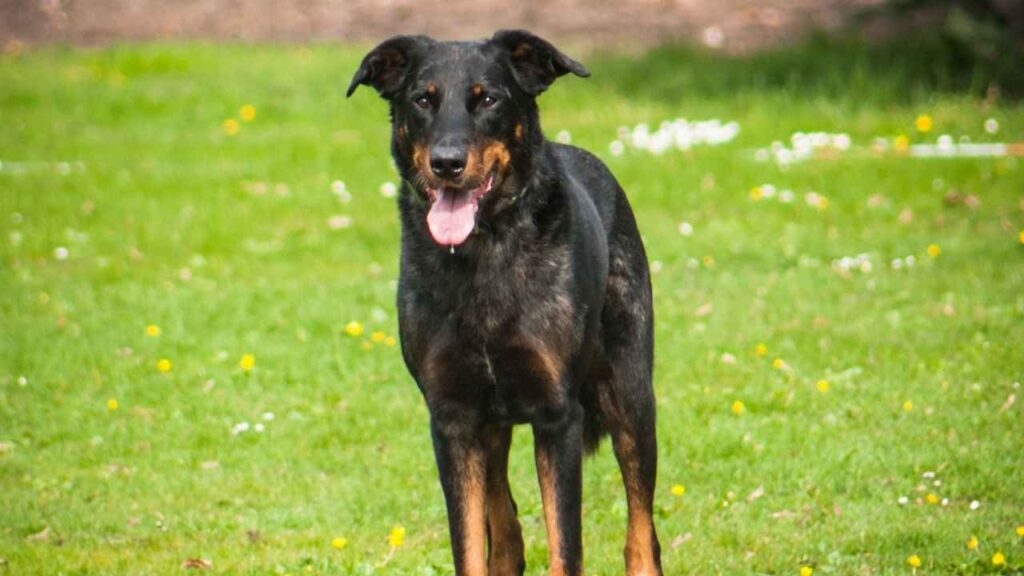 beauceron