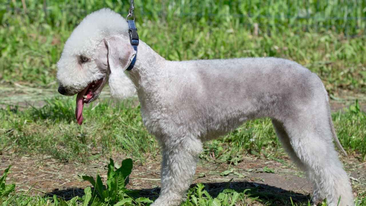 Bedlington Terrier