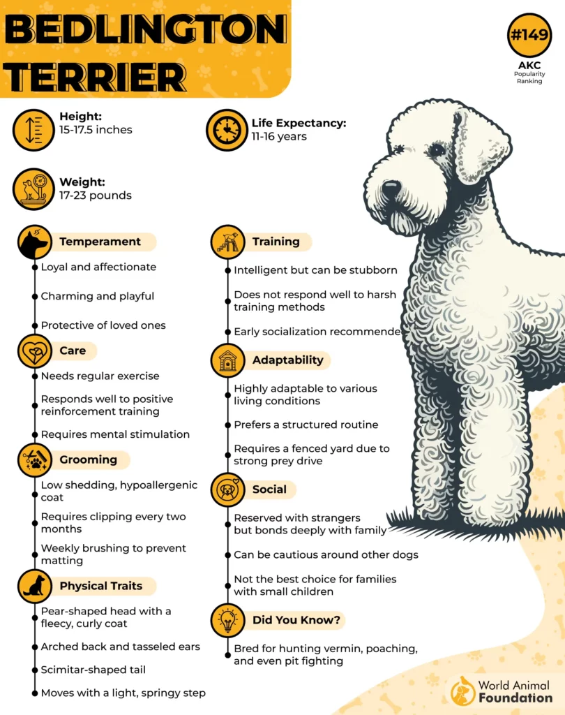 Bedlington Terrier