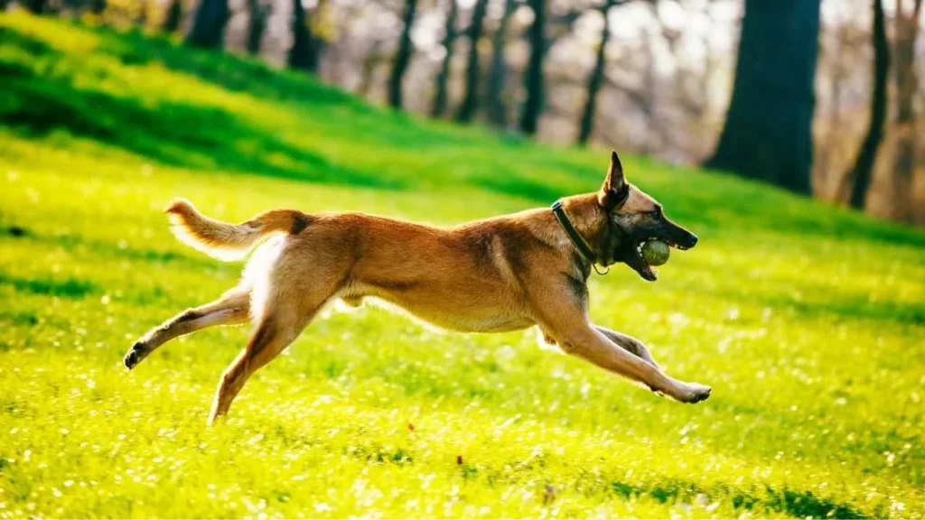Belgian Malinois