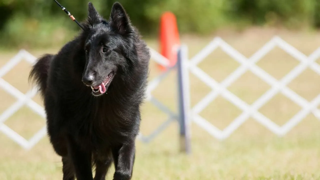 Belgian Sheepdog