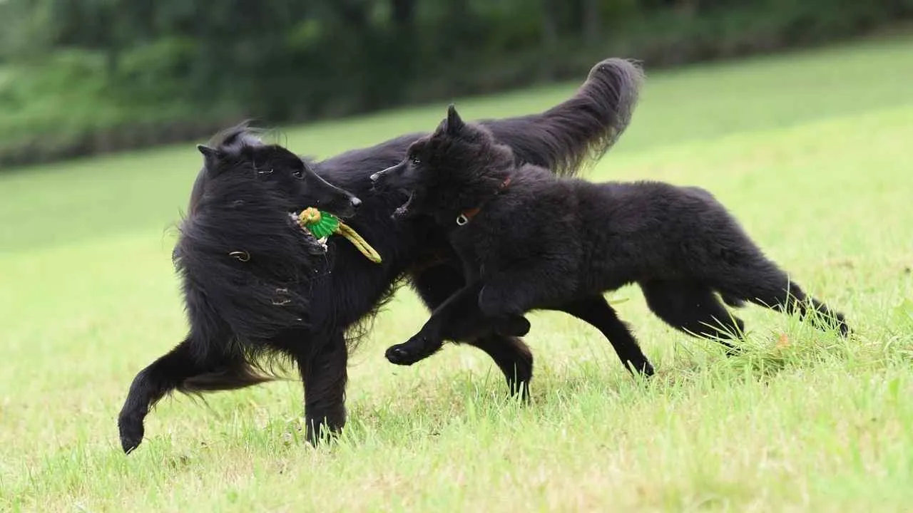 Belgian Sheepdog