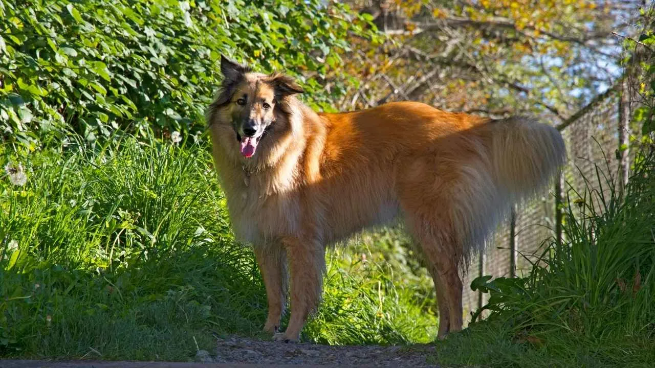 Belgian Tervuren