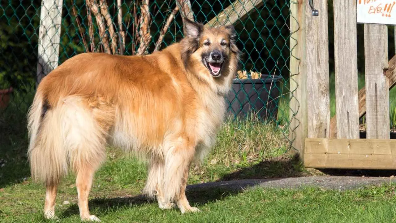 Belgian Tervuren