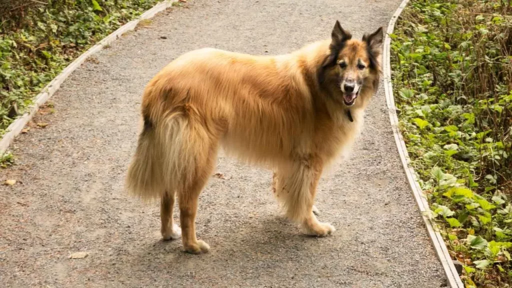 Belgian-Tervuren-9