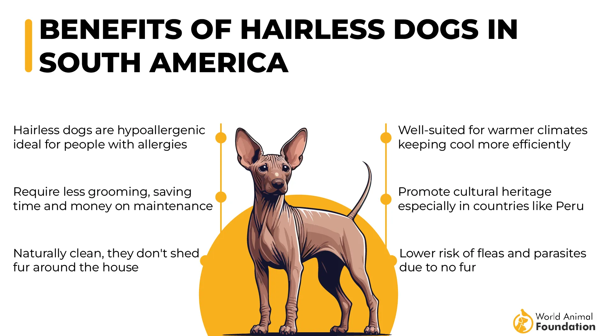 Benefits of Hairless Dogs in South America-01