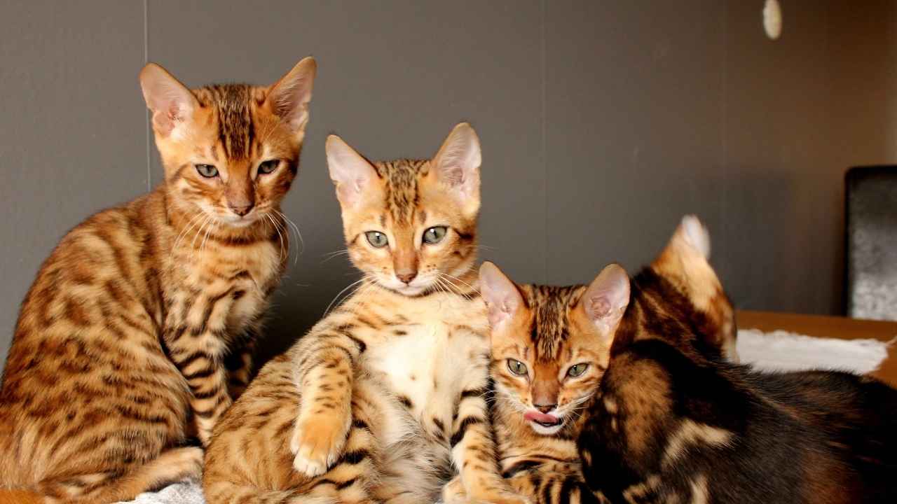Bengal