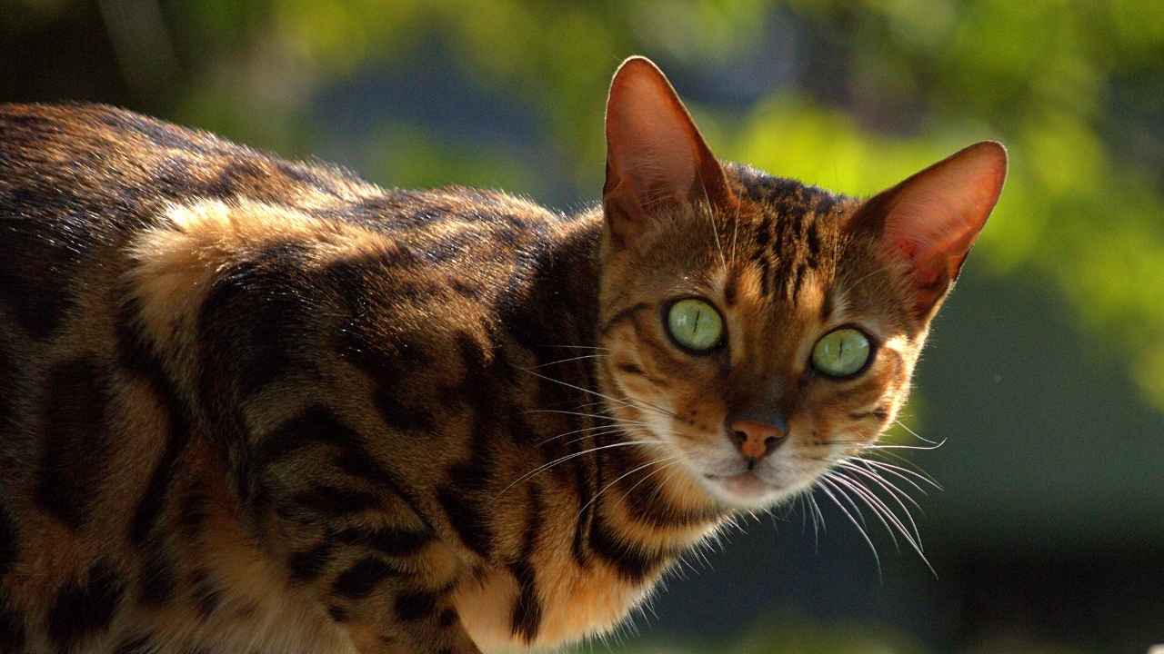 Bengal