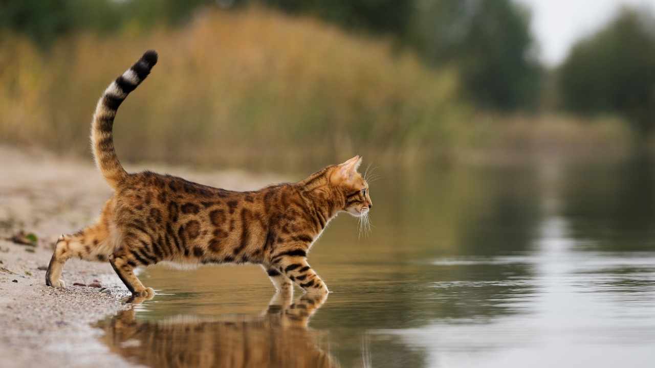 Bengal