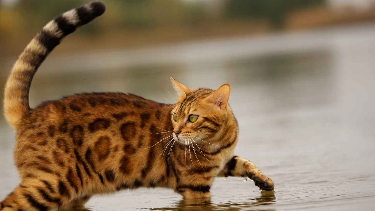 Bengal