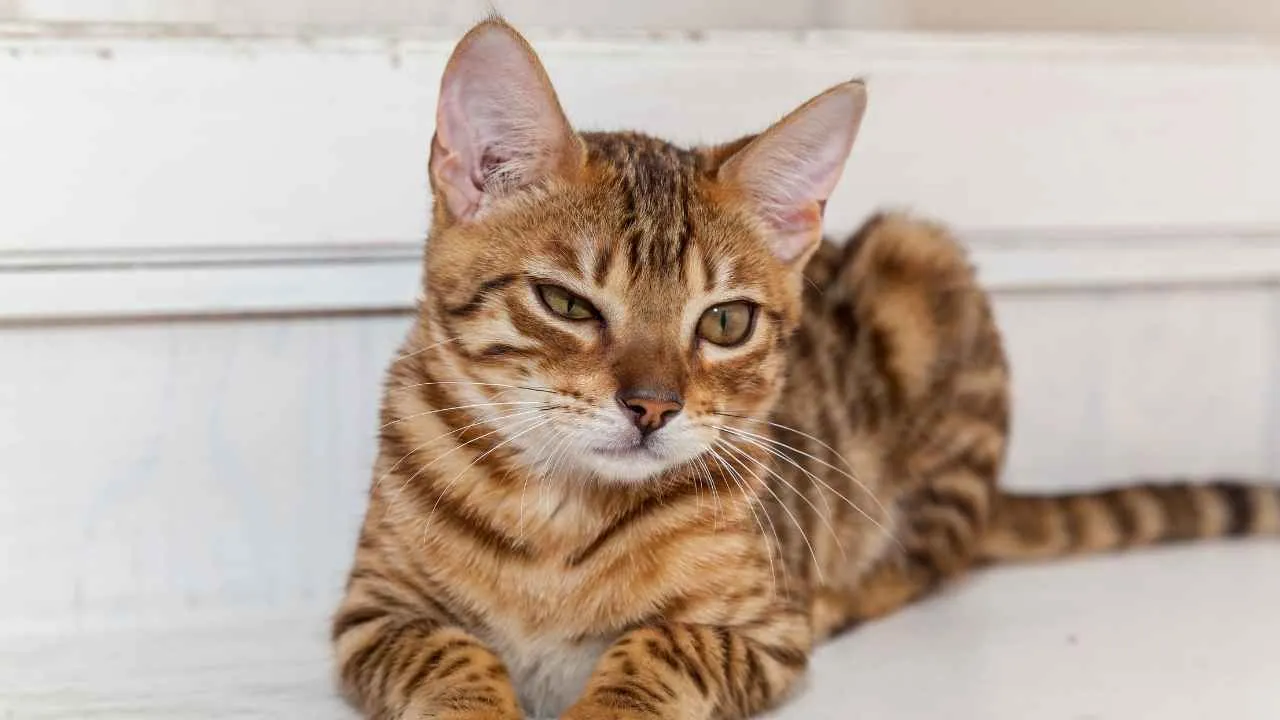 Bengal