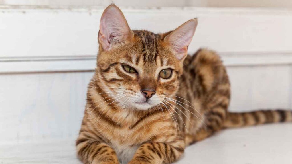 Bengal Cat