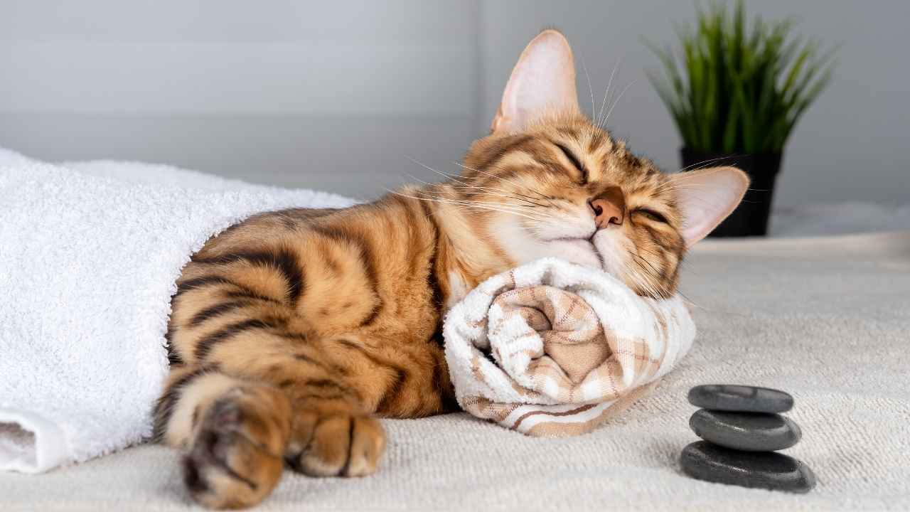 Bengal
