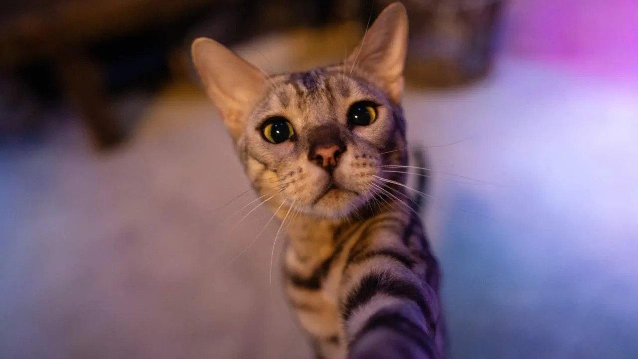 Bengal